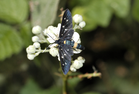 Amata ....... ?? - Amata sp.